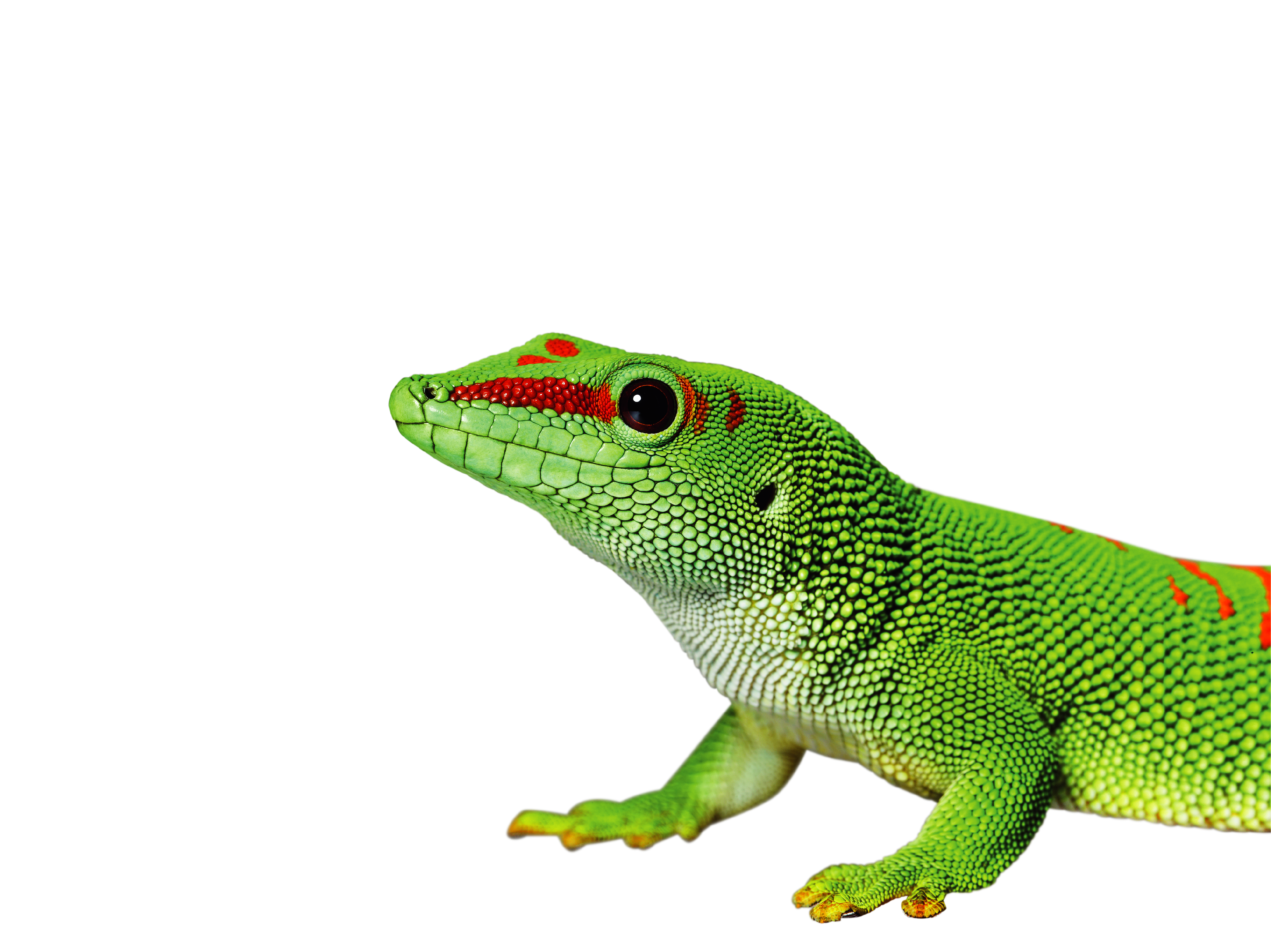 Example Image